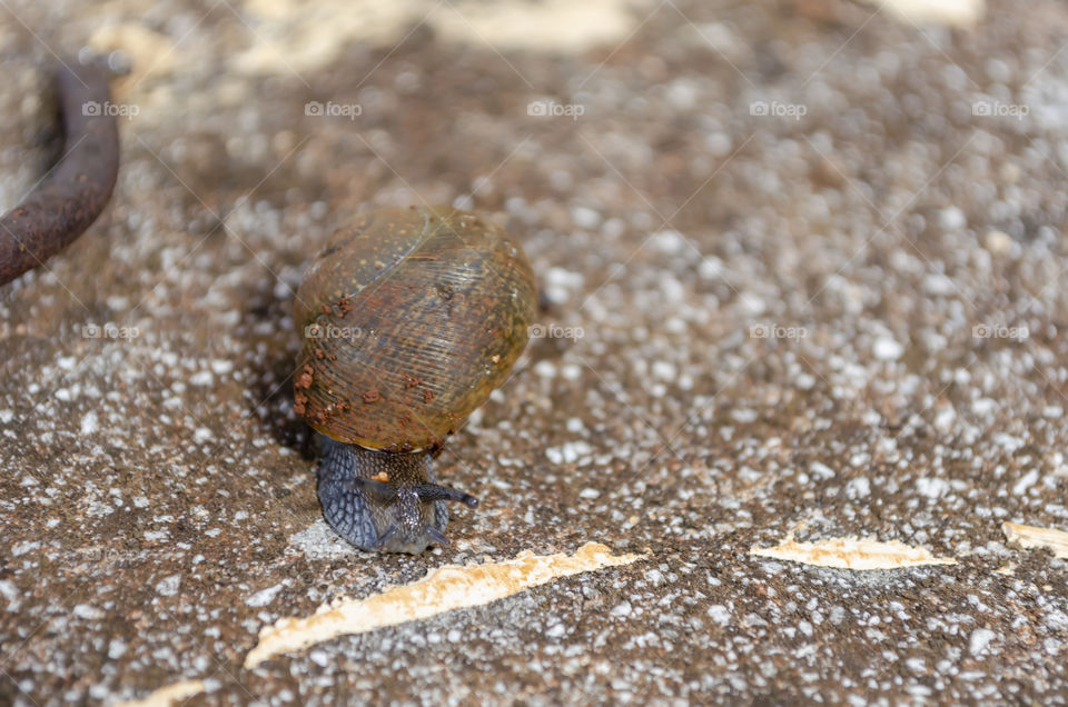 Facing Shell Snail On Concrete