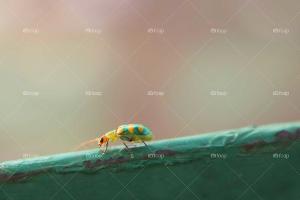 Green and yellow ladybug