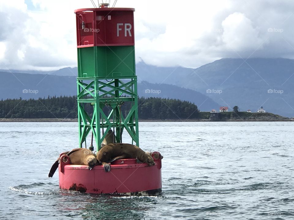 Seals in Juneau 