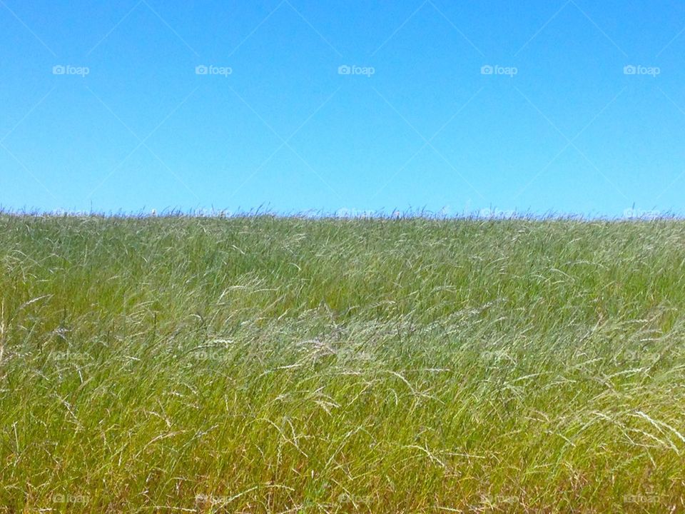 Wild Grass with a blue horizon backdrop