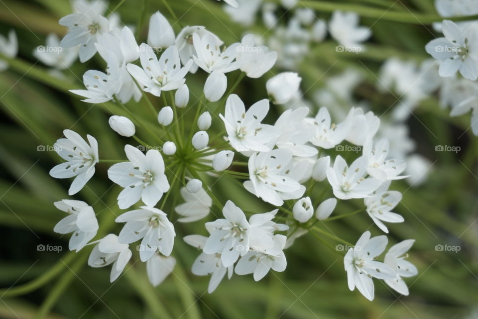 white onion flowers