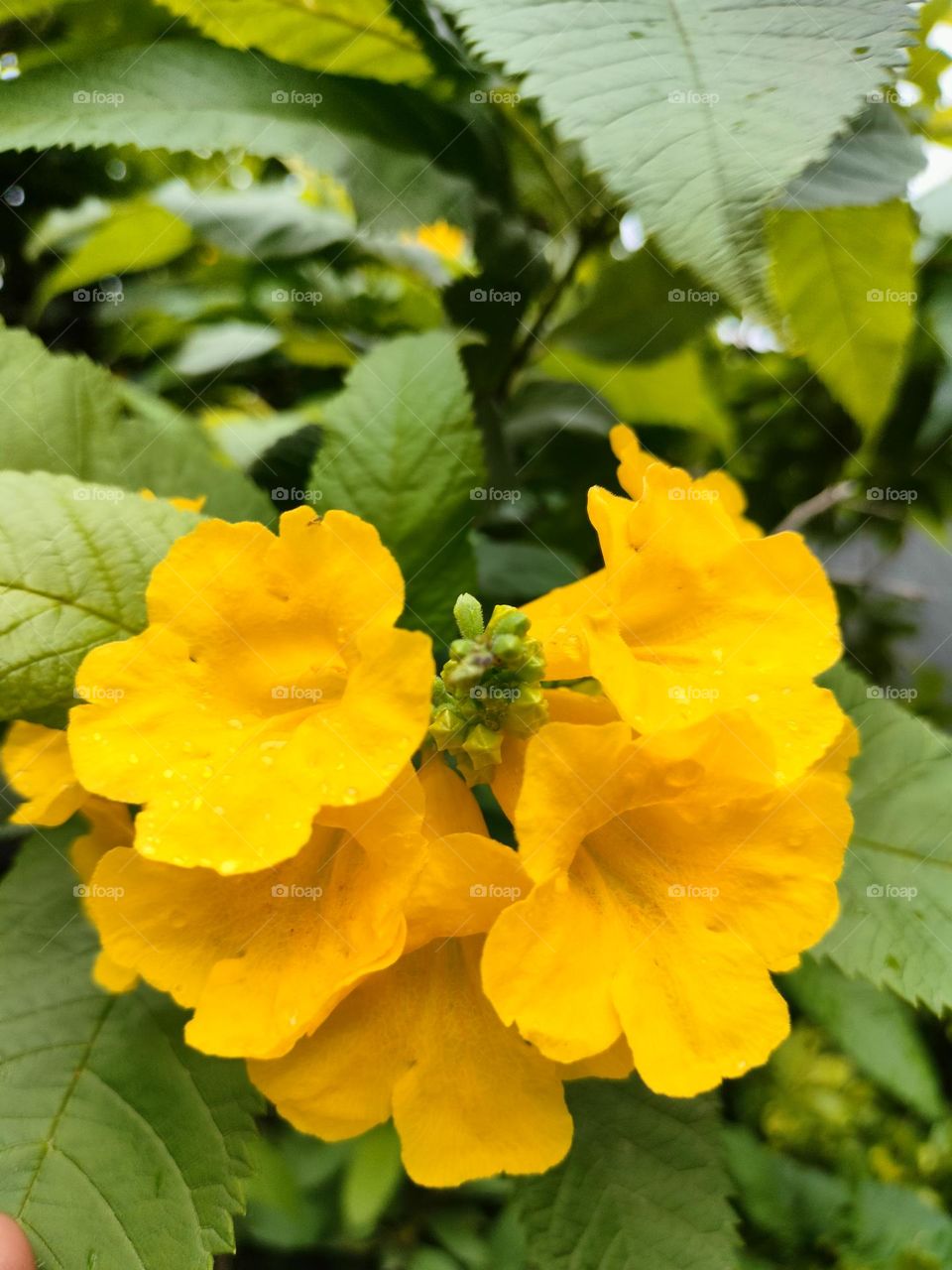Yellow Flowers Morning Click