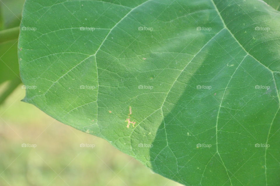 leaf close-up