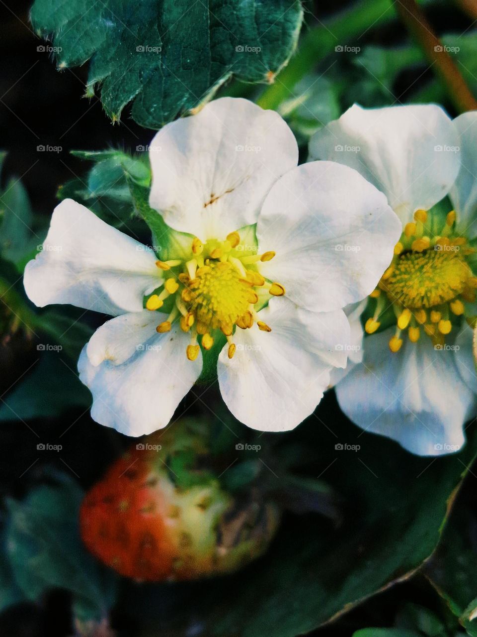 the strawberry fruit and its flower