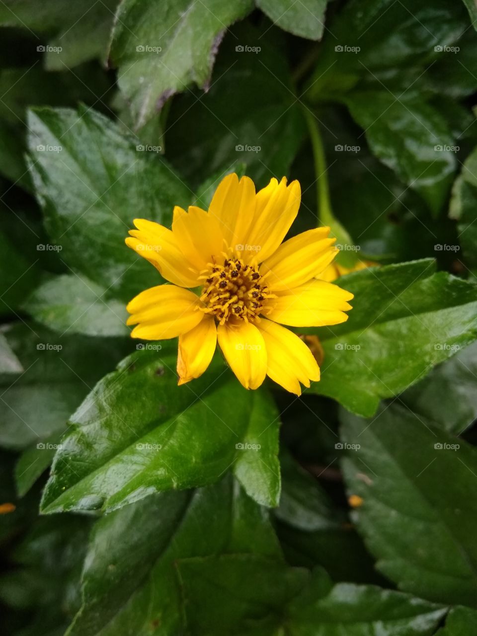 sunflower in garden