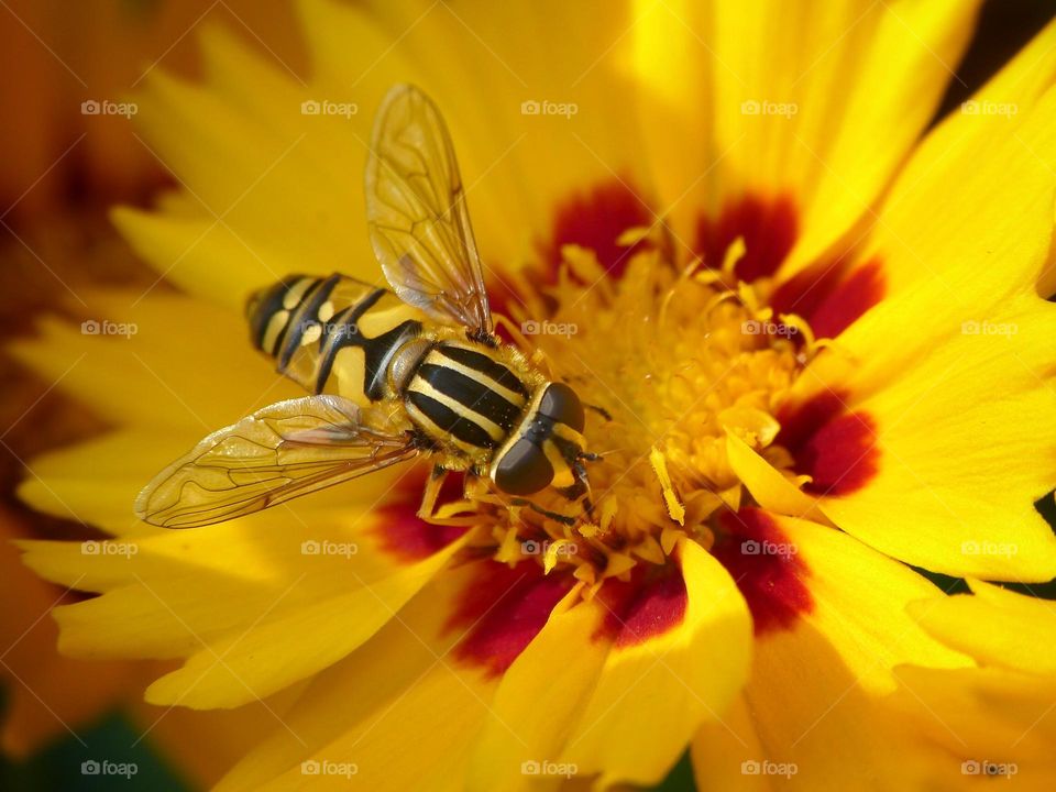 Yellow flora and fauna