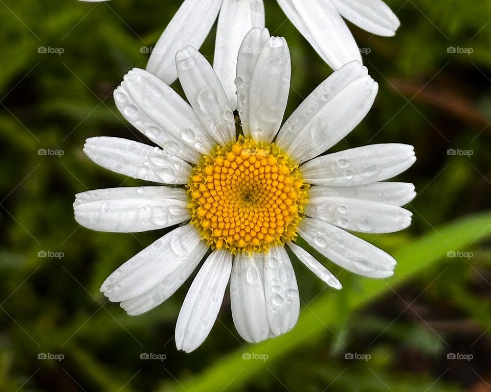 Daisy in the rain