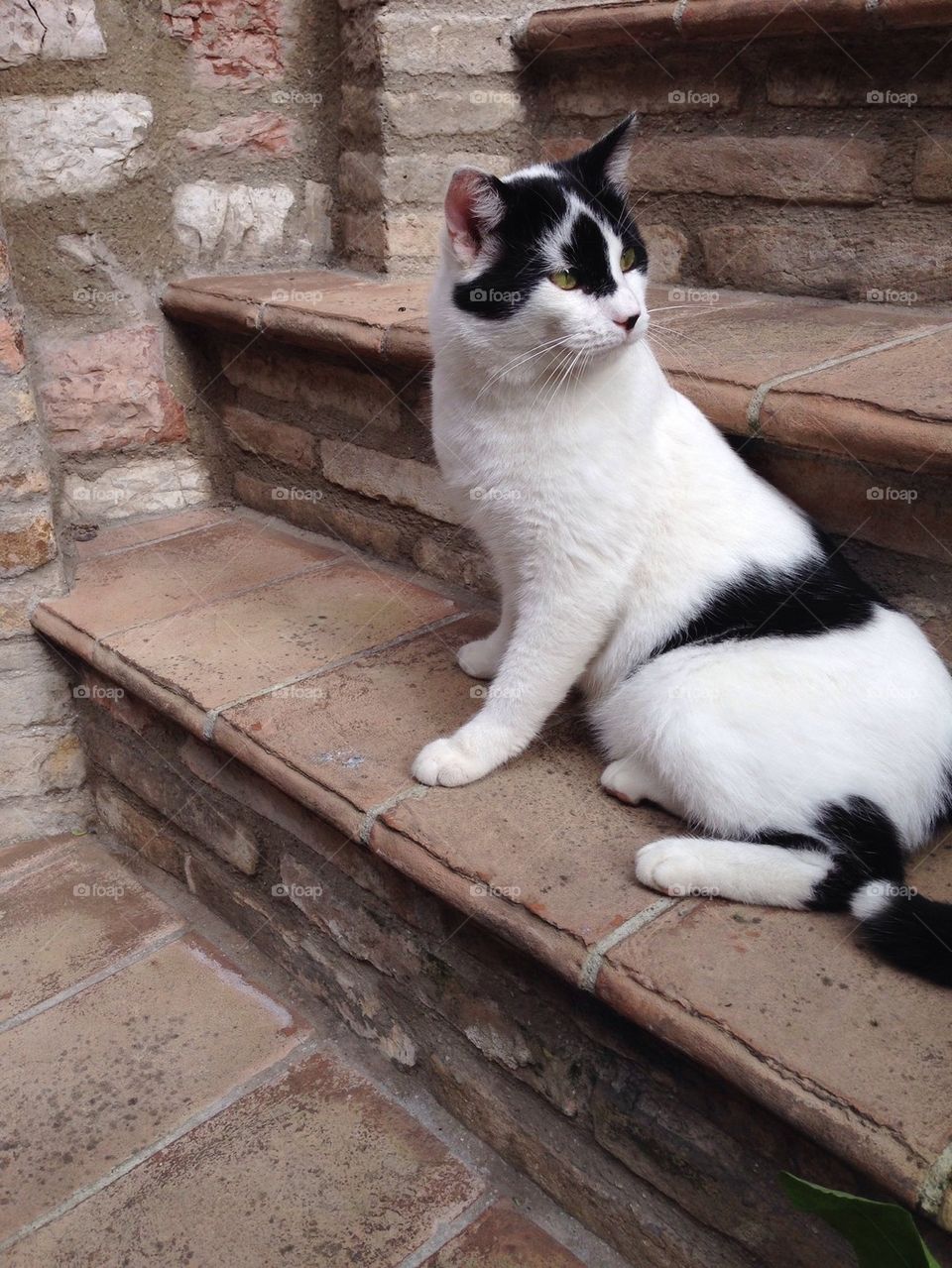 A cat from Assisi