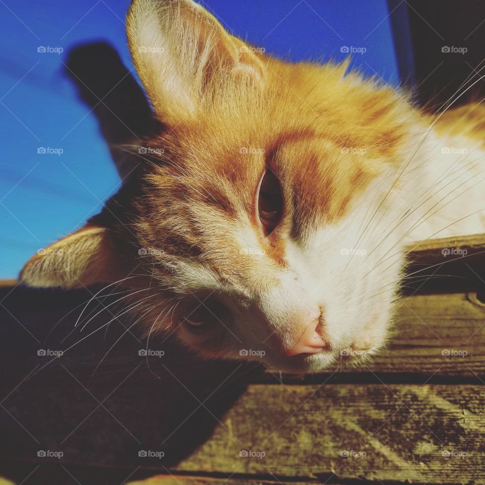 This Calico loves laying in the sun, soaking up all the fresh air and comforting warmth.
Taken May 27th, 2018
Using my 16MP Essential phone camera