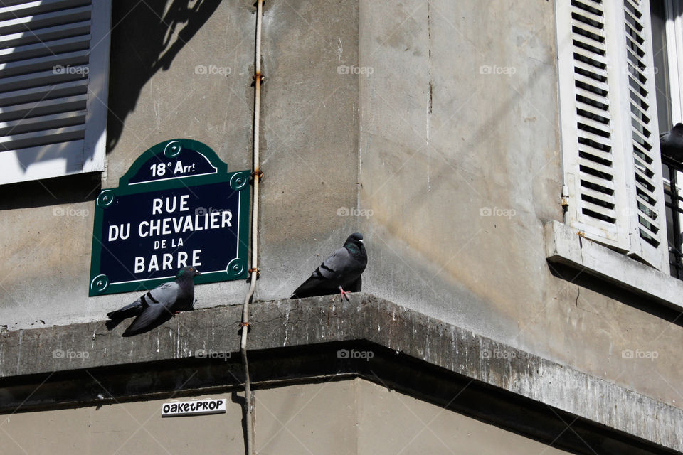 Rue France Paris Doves