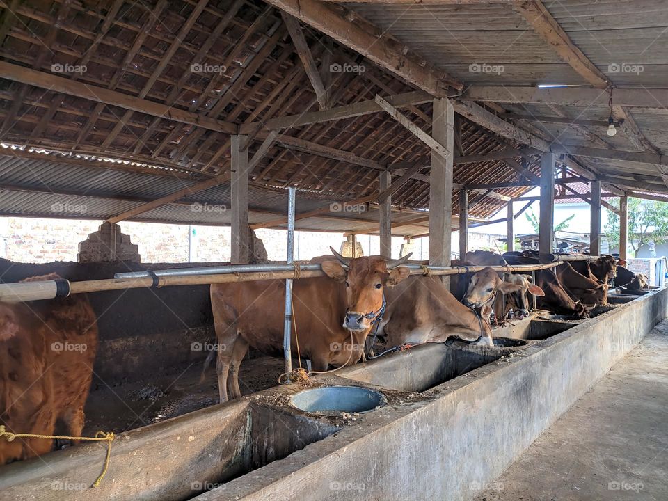 cattle farm