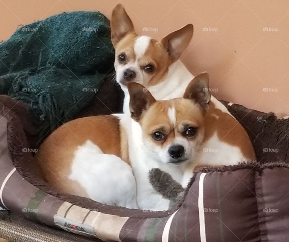 father and son chihuahuas.  they're by each others side, always. I'm glad they and momma too, are together as a family.