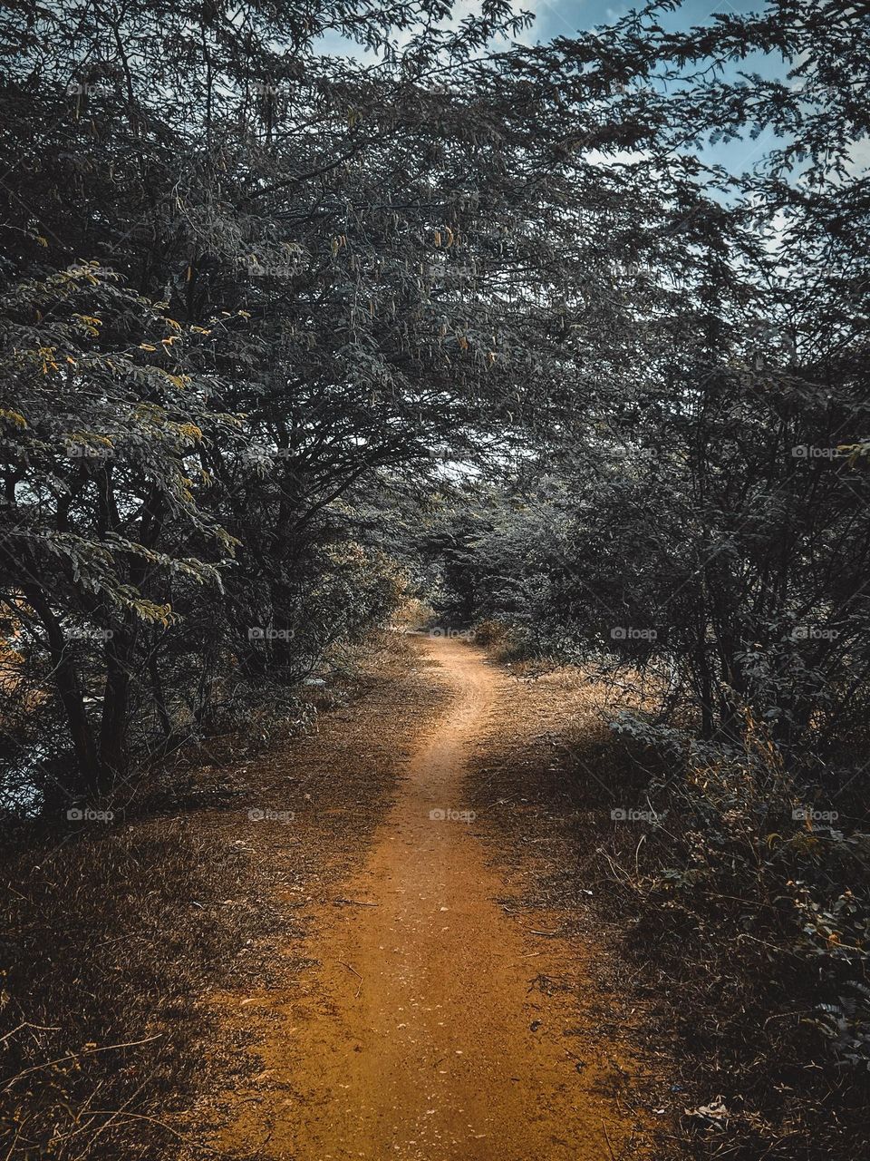 Nature photography - a path less traveled 