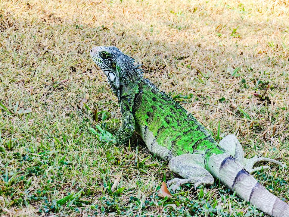 Iguana 