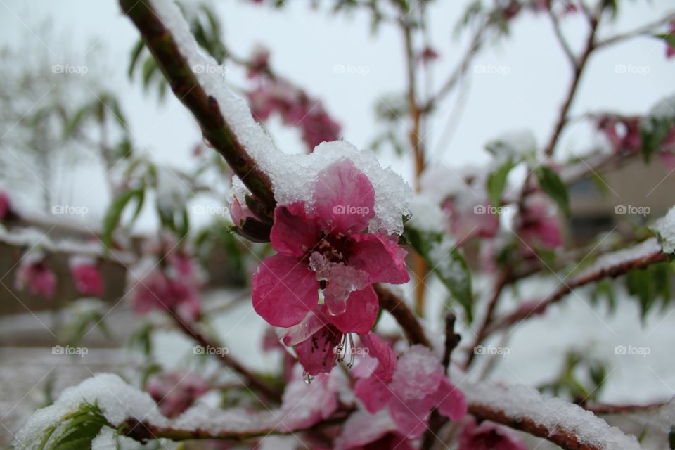 Peach blossoms during winter