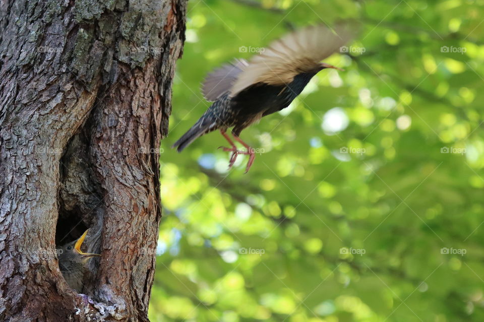 Bird, No Person, Wildlife, Nature, Wood