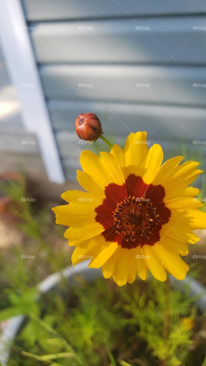 Dark yellow and red coreopsis.  Can be annual or perennial. Around 2 ft. tall. blooms all summer.