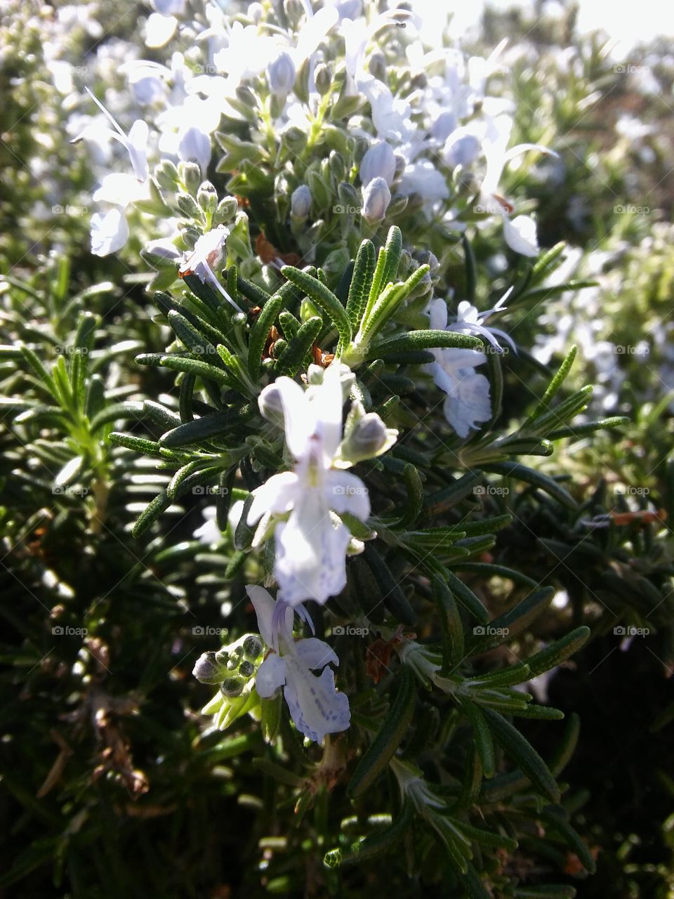 A beautiful close-up of wild Rosemary.
#FoapJune18