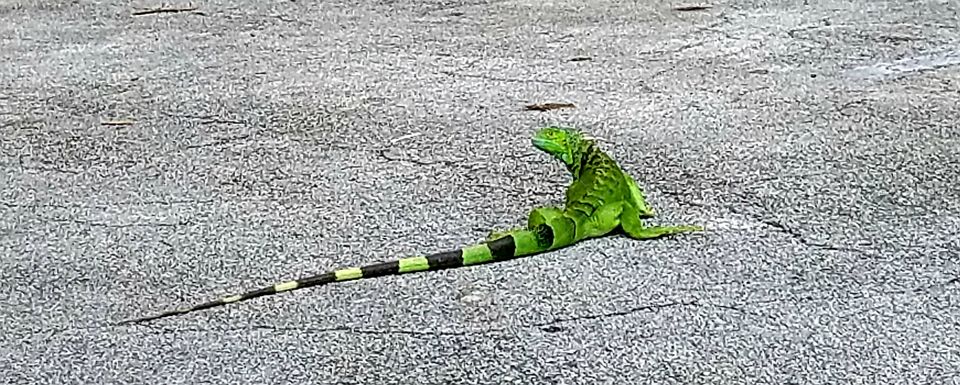 Green Iguana Watching