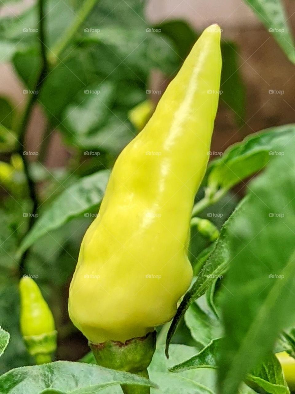 chilli🌶️😃