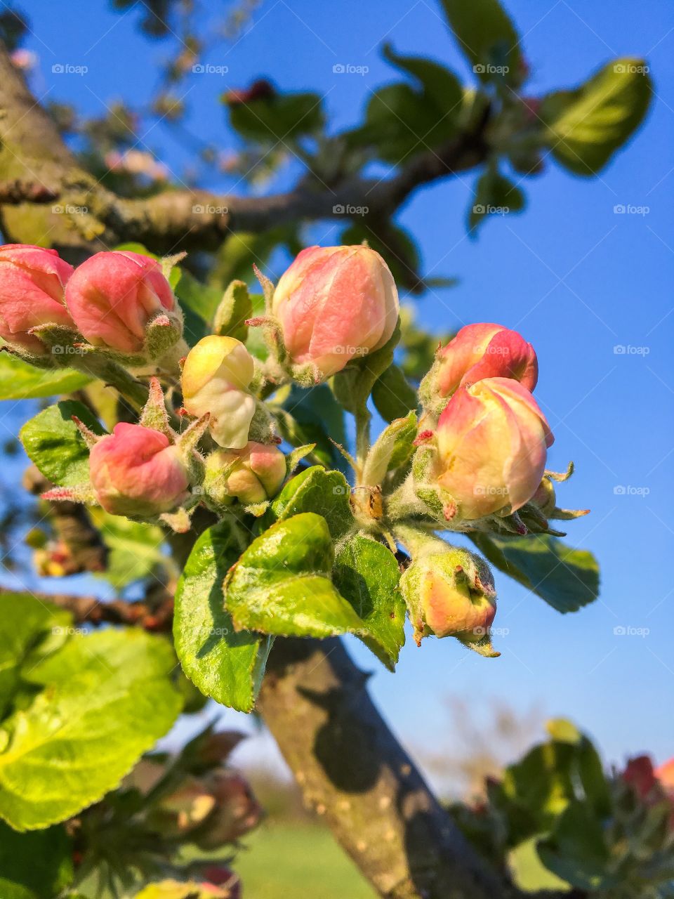 Apple Tree Blooming 