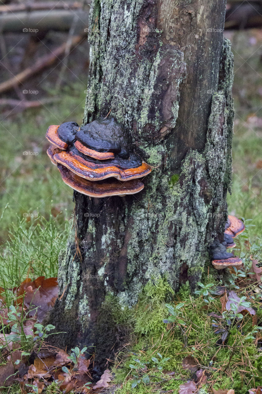Tree fungus on pine tree - black orange - Red Belted Conk