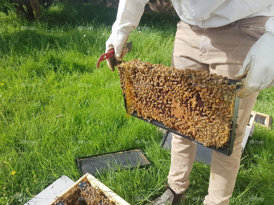 Beekeeper checking bee hives frame brood summer beekeeping