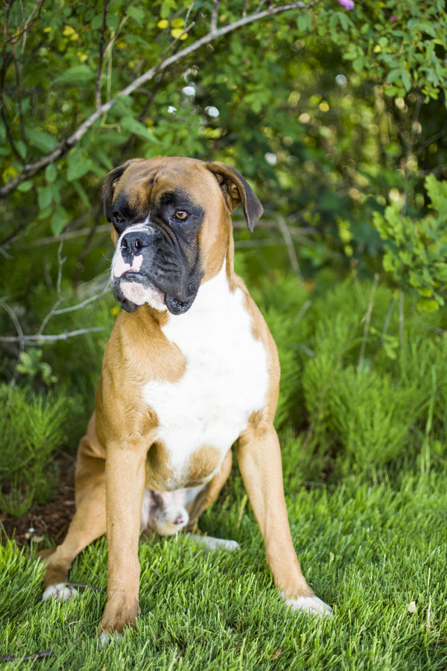 Dog, Mammal, Cute, Canine, Pet