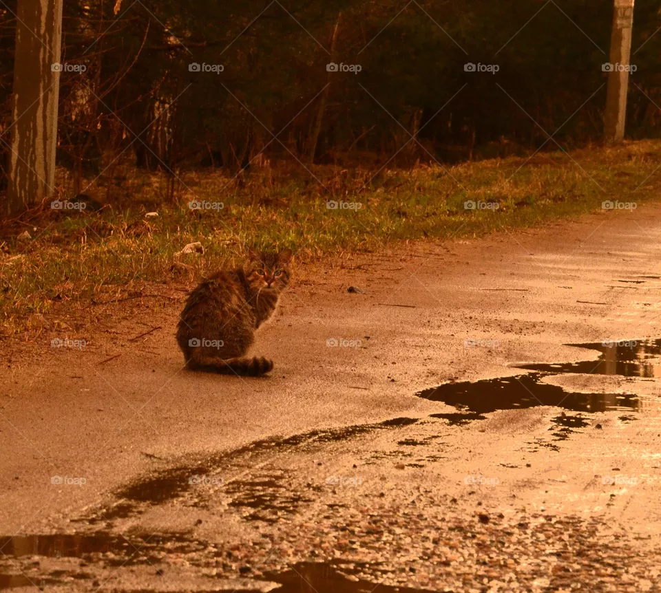 cat