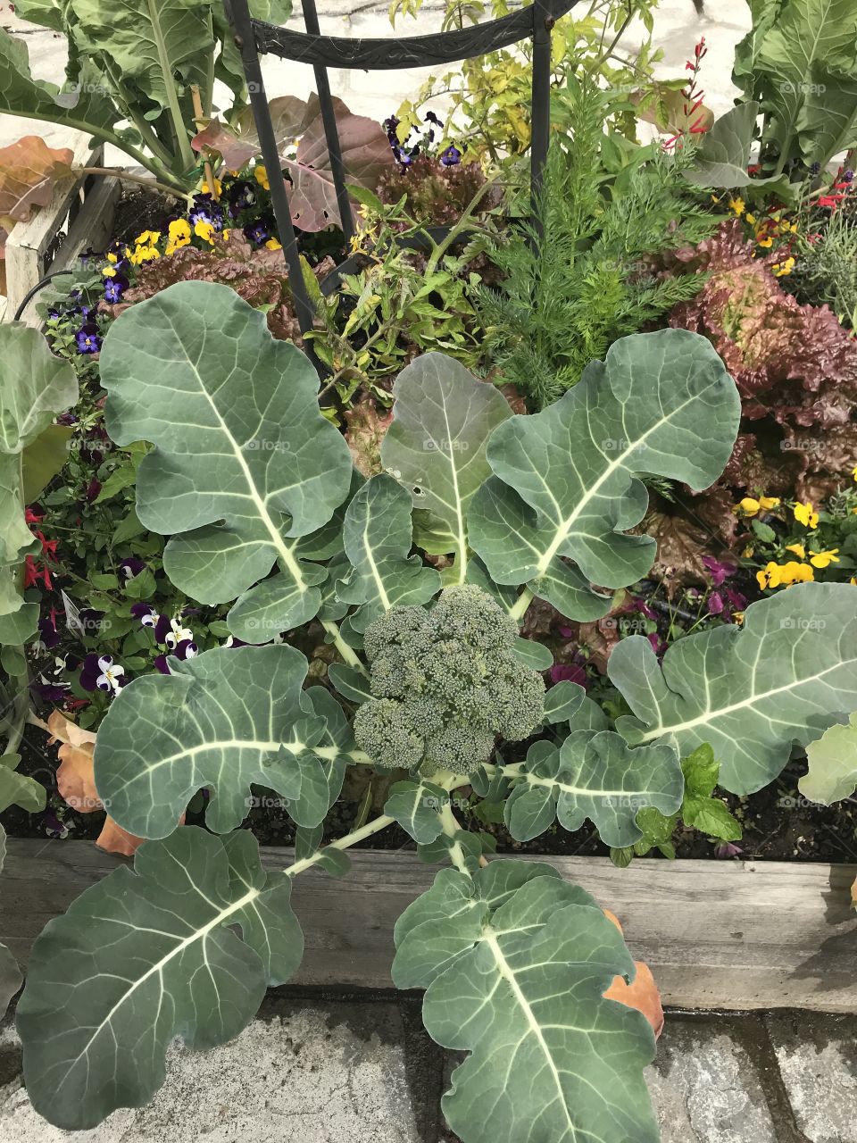 Garden broccoli 