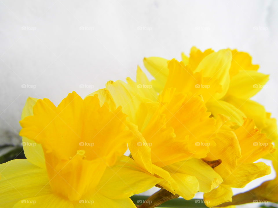 yellow flower or spring flower
