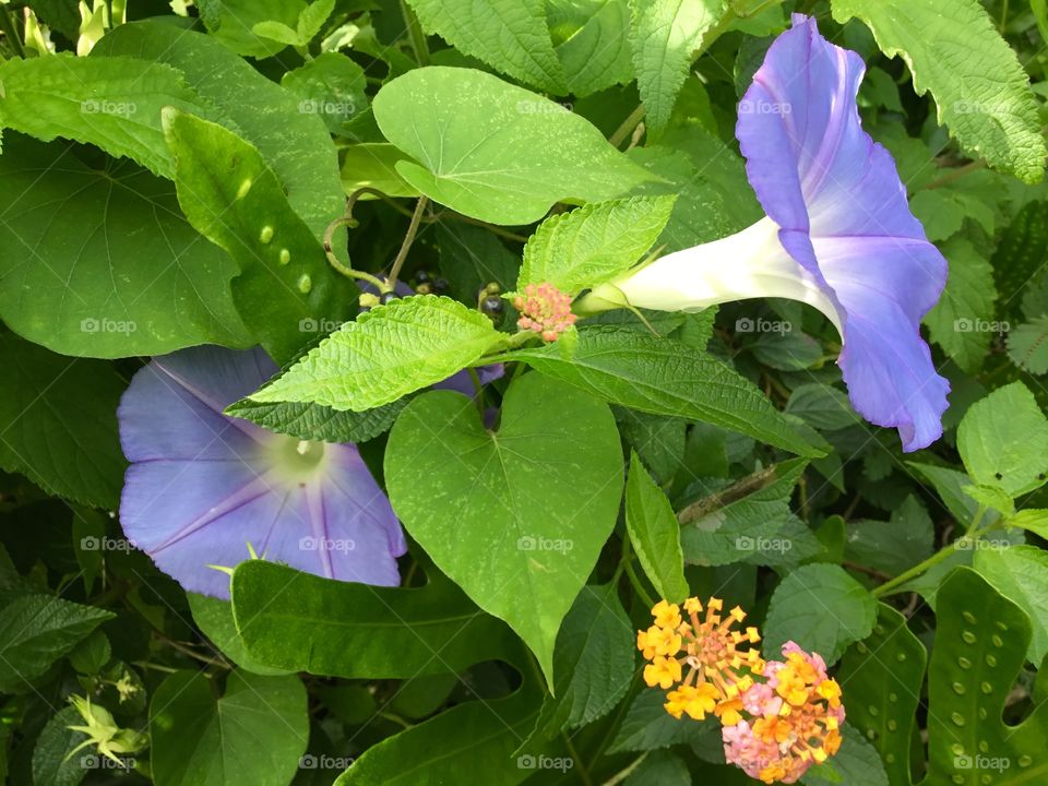 Morning glory and lantana