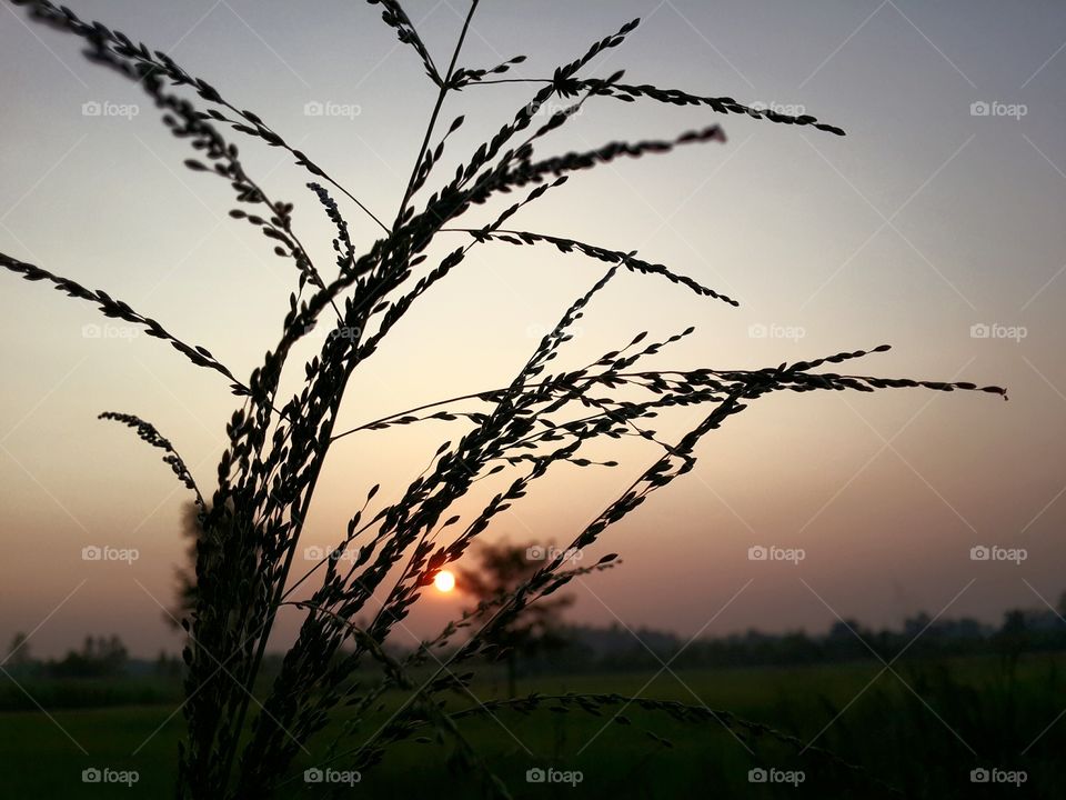 Silhouette of plant during sunset