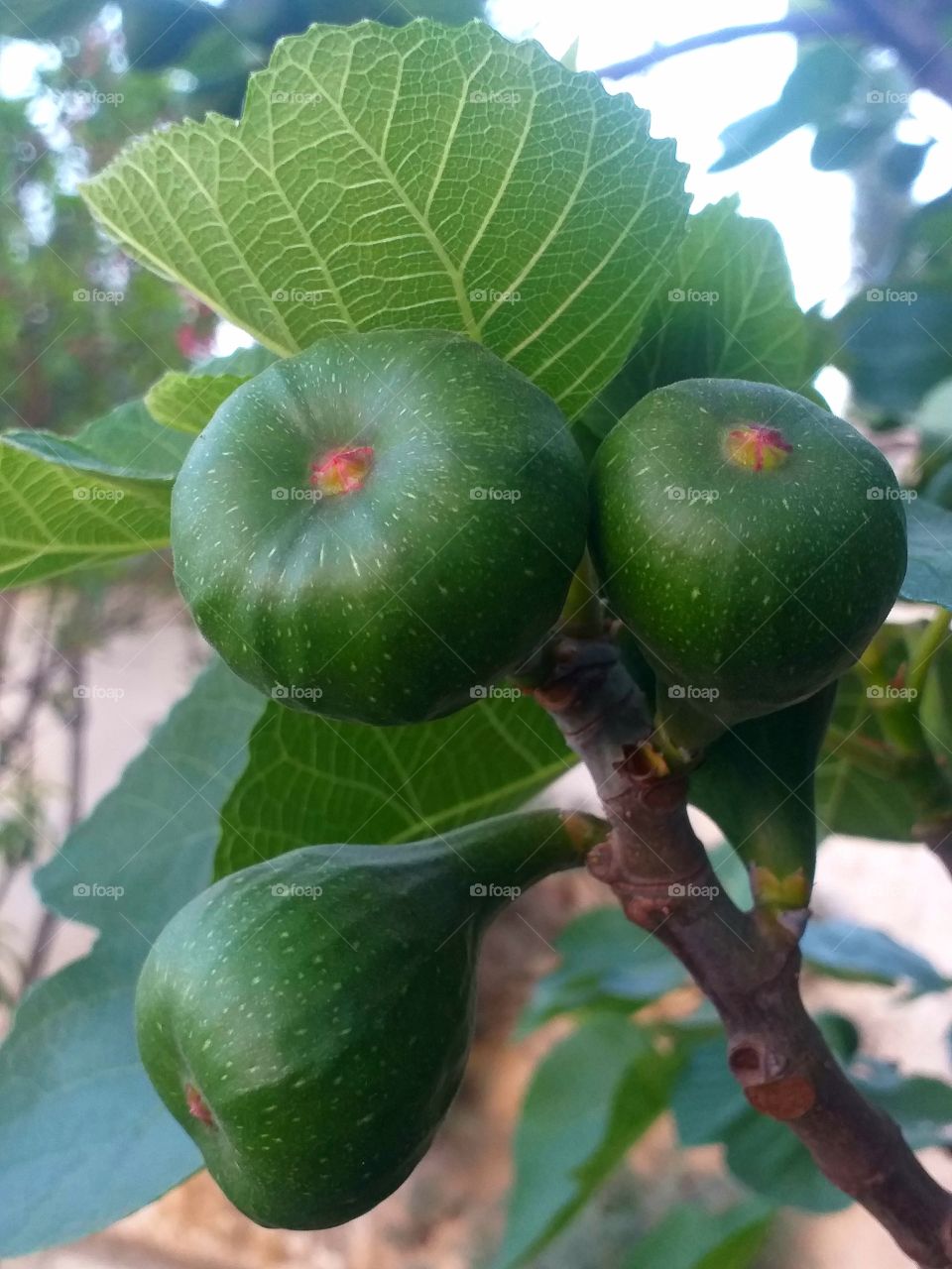 Fruit figs
