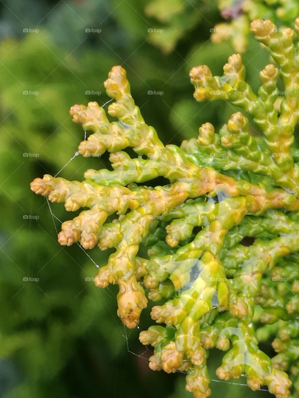Wet Plant Covered In Webbing