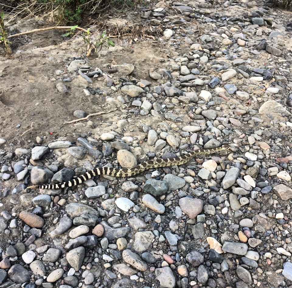 Rattlesnake encounter 
