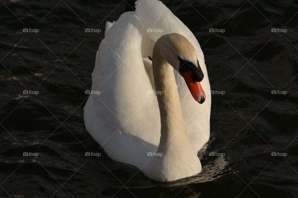 white swan with a coax beak floats in the dark water close-up