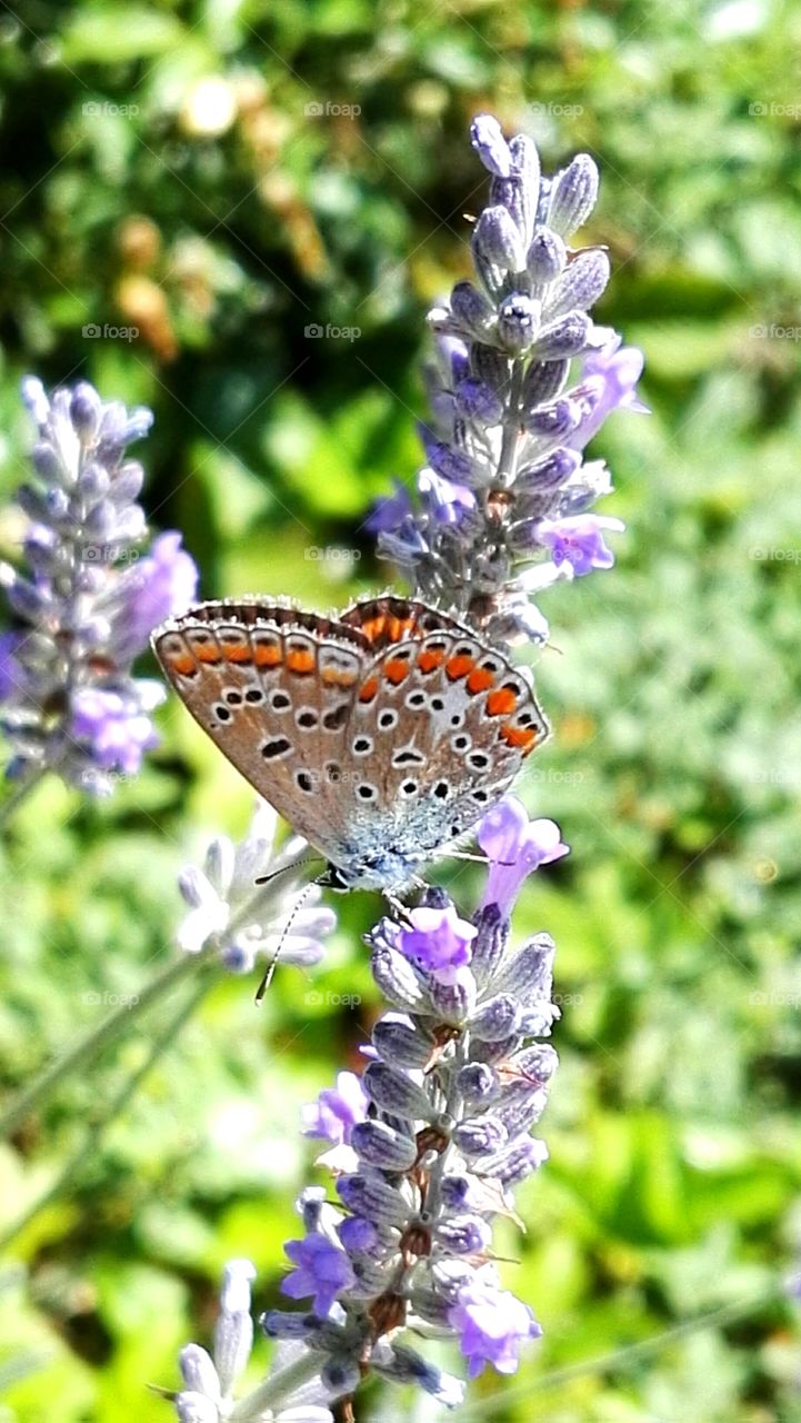 Beautiful butterfly on flower