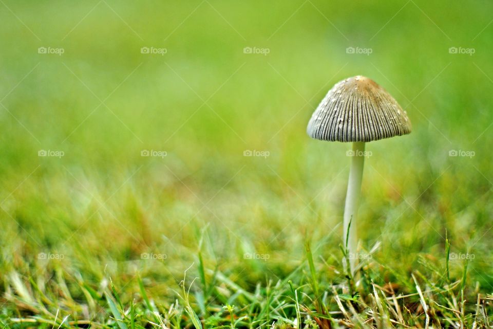 mushroom in the garden