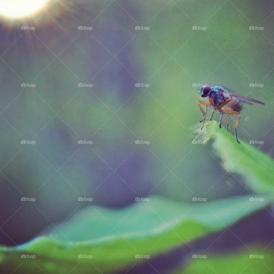 a fly basking in the evening sun shine