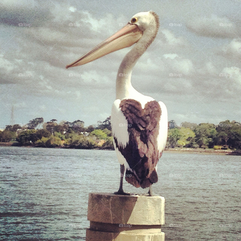 heart river pelican brisbane river australia by mingka23