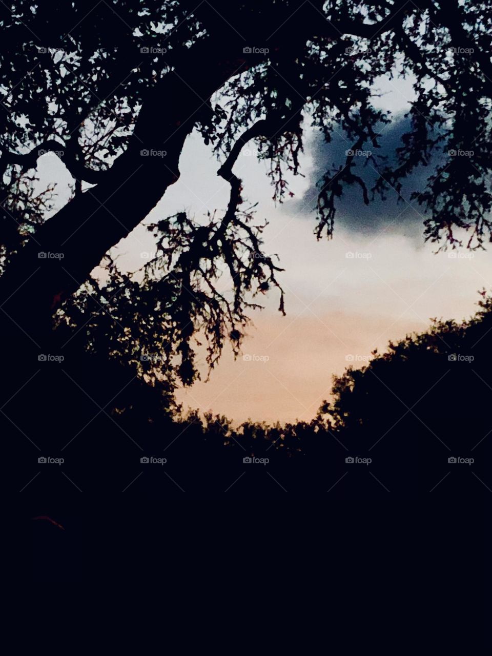 Another beautiful sunset here on the ranch in Texas- the live oaks made the sky look haunting. 