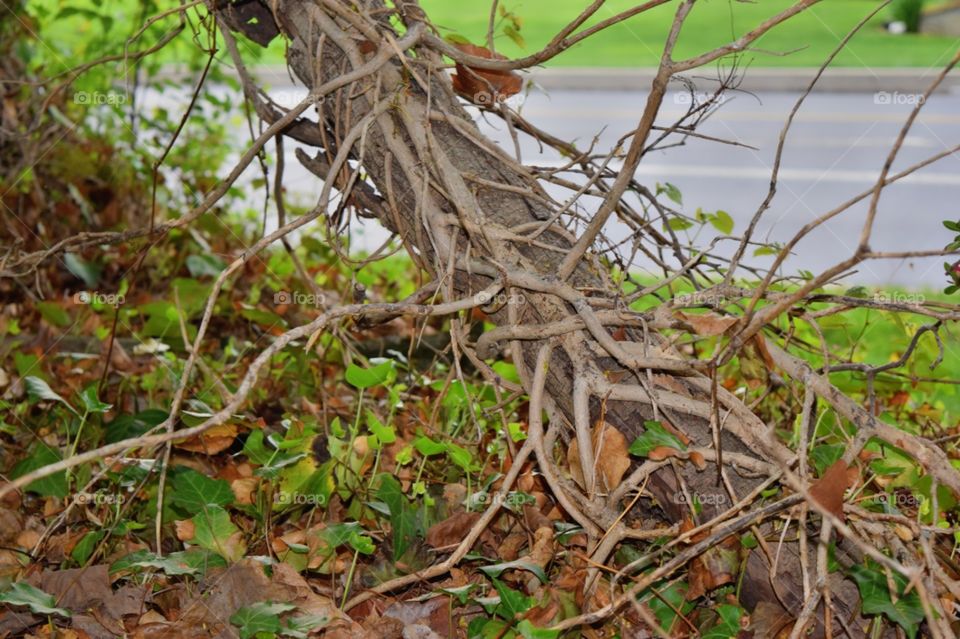 Roots. Springtime in my front yard 