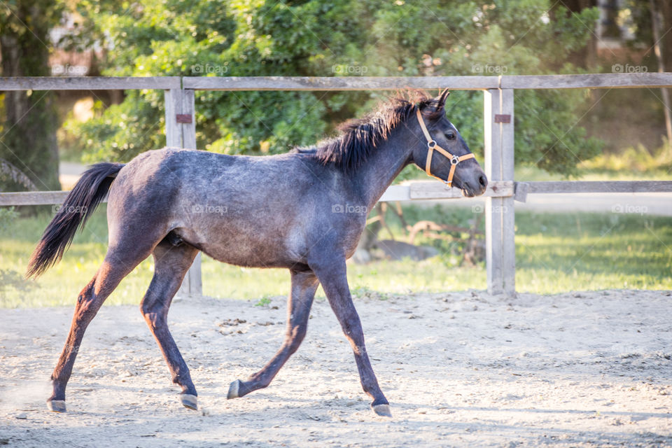 Horse running at farm