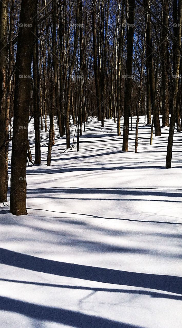 Winter trunks and shadows