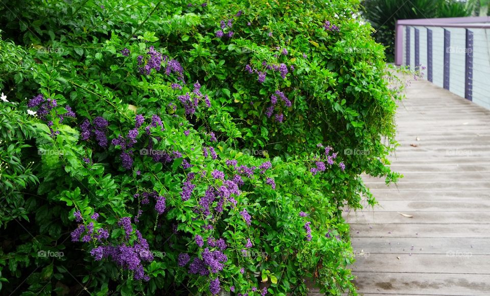 Purple flowers against green bushes