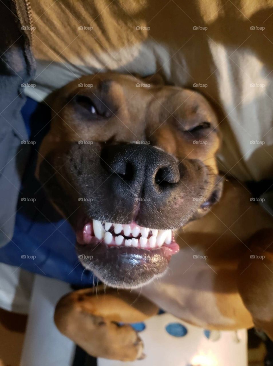 say cheese