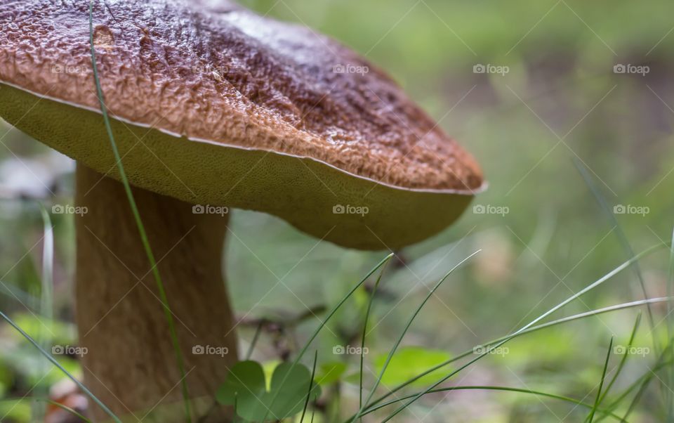 Mushroom season 