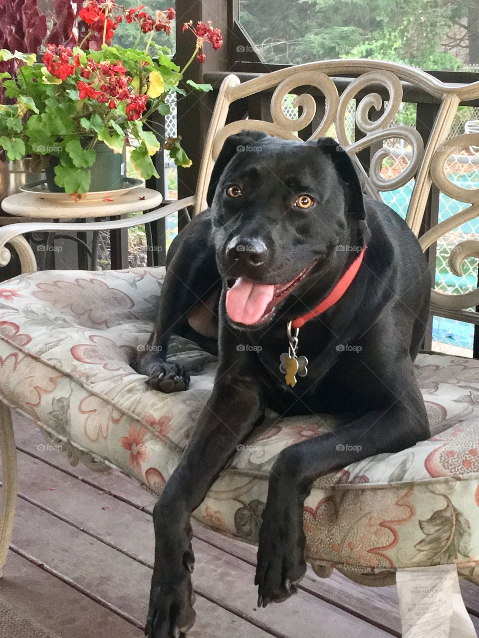 Family dog lounging on the porch