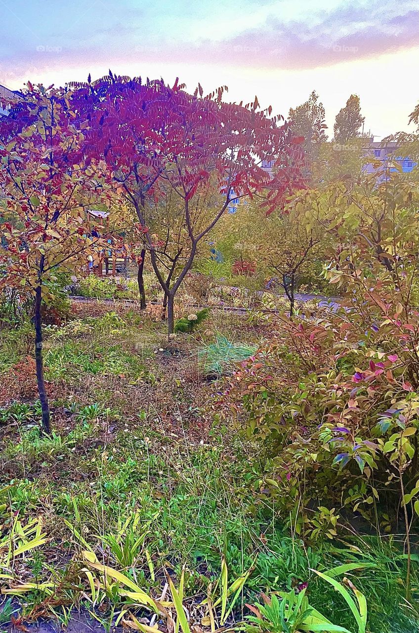 #trees #autumn
# grass # 